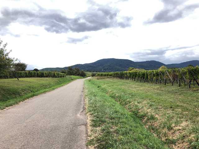 Route du Vin