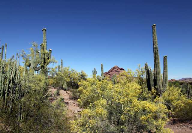 Desert Botanical Gardens