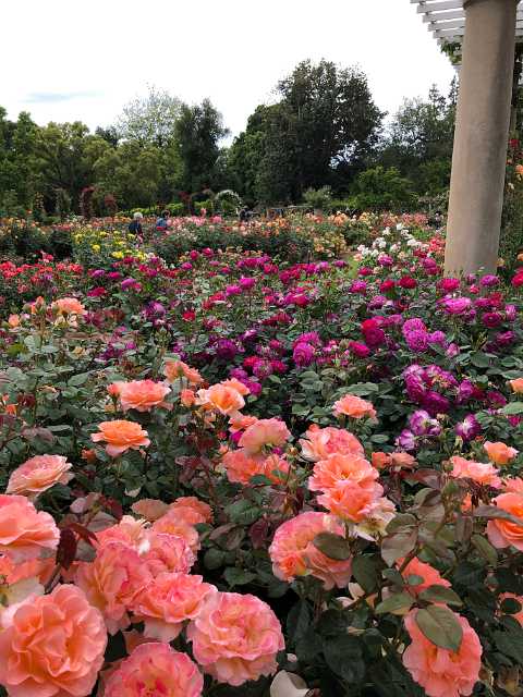 Rose Garden