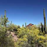 Desert Botanical Gardens