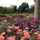 Rose Garden