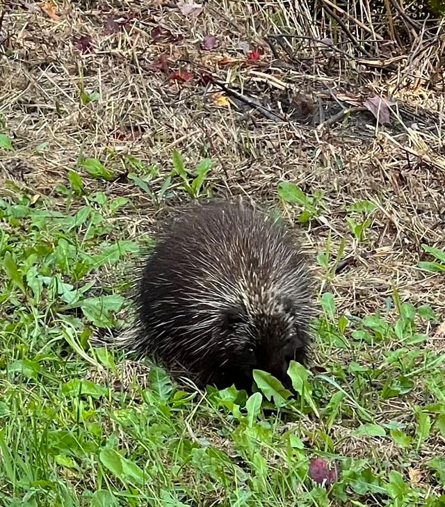 Porcupine!