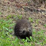 Porcupine!