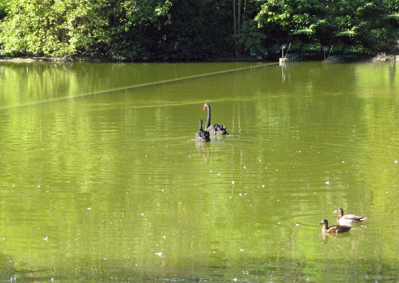 Black Swans