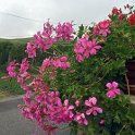 Wet Flowers