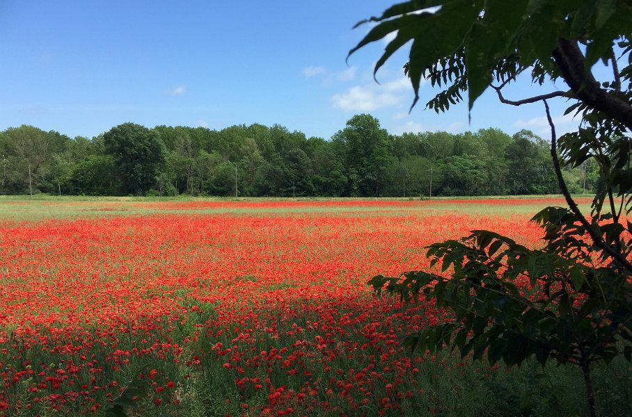 Poppies