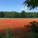 Poppies