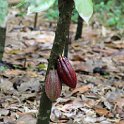 Cacao Pods!