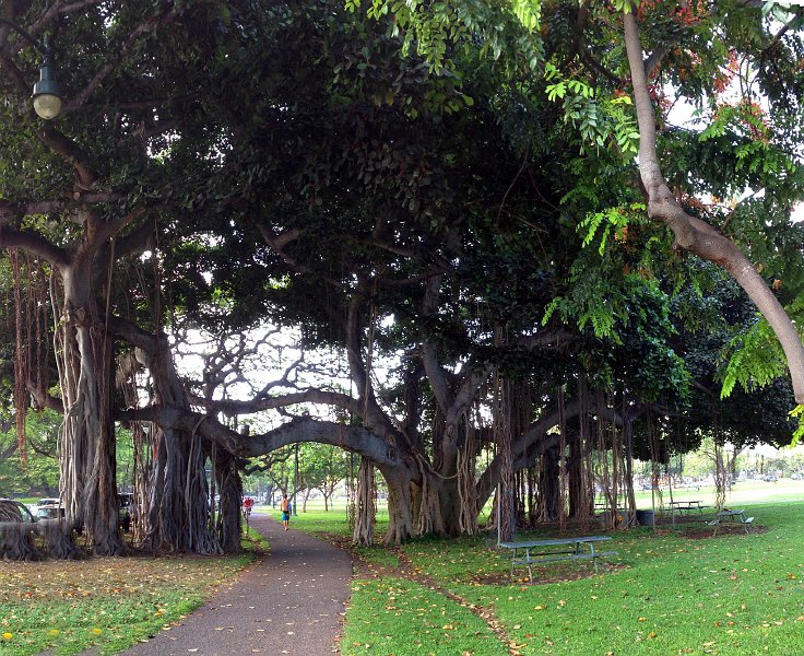 Tree Pano