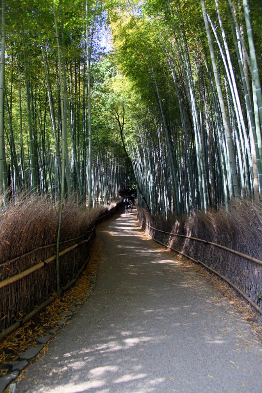 Bamboo!