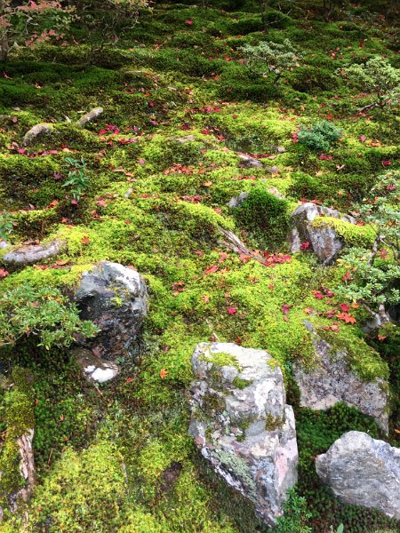 Rocks and Moss