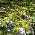 Rocks and Moss