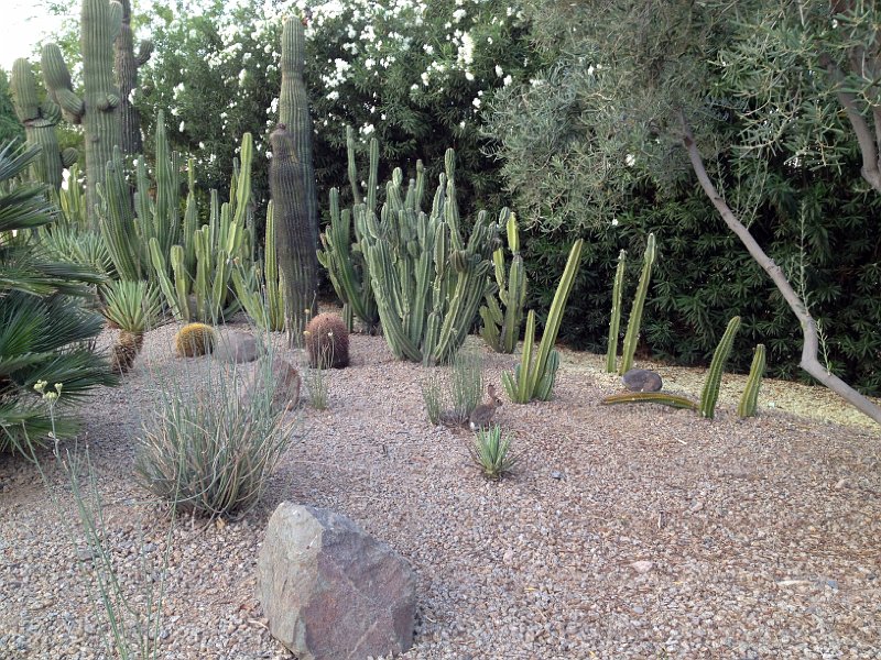 Cacti and Bunny