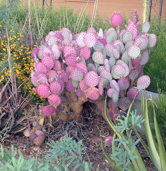 Pastel Cactus